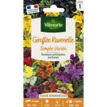 Vilmorin - Giroflée Ravenelle Simple Variée