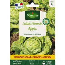 Laitue Pommée Appia - Grand Modèle