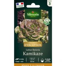 Laitue Batavia Kamikaze - Graines d'Exception