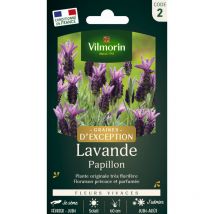 Lavande Papillon