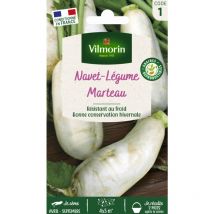 Navet-Légume des Vertus Marteau