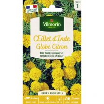 Illet d'Inde Globe Citron
