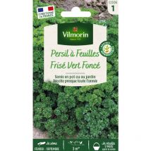 Persil Frisé Vert Foncé