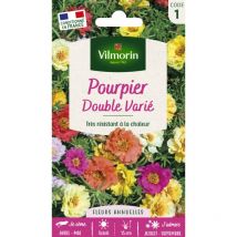Pourpier Double Varié