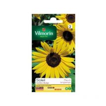 Sachet graines Tournesol Soleil Golden Hedge