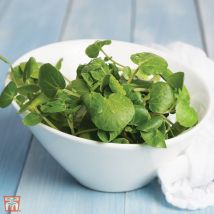 Salad Leaves Watercress 1 Seed Packet