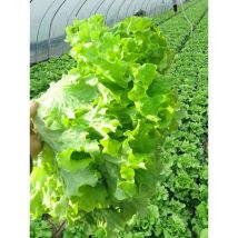 Salat Samen 900 Stück, Kopfsalat Saatgut Garten Und Balkon