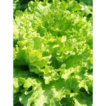 20000 Stück Salat Samen Großpackung – Gemüse Garten Samen Set