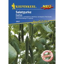 Salatgurke Euphya Cucumis sativus, Inhalt 5 Korn Obst- & Gemüsesamen - Kiepenkerl