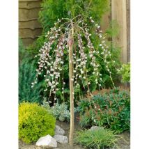 Salix caprea 'Pendula' Sta c 7,5 Krone mehrj. Sth. 150-150