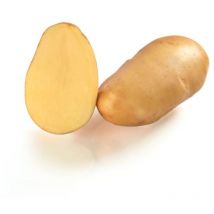 Samba 100 Plants de pomme de terre