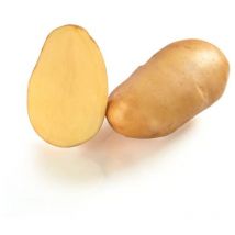 Samba 60 Plants de pomme de terre