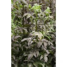 Sambucus nigra 'Black Tower' -r- c 5 40- 60