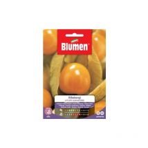 Samen Alkekengi essbare Früchte