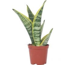 Langue de belle-mère - Sanseviera 'Futura Superba' - Hauteur 35-40cm - 12cm