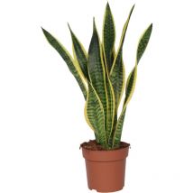 Langue de belle-mère - Sansevieria trifasciata Laurentii - H60-70cm - 17cm