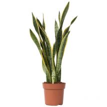Plant In A Box - Langue de belle-mère - Sansevieria trifasciata Laurentii - H65-75cm - 21cm