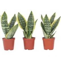 Plant In A Box - Langue de belle-mère - Set de 3 - Sansevieria 'Superba' - H35-40cm - 12cm