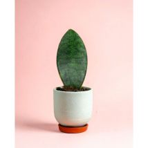 Pur Plant - Sansevieria Trifasciata Victoria Mini Planta Natural
