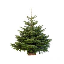 Sapin de Noël Nordmann : 100 à 125cm avec support
