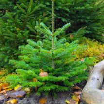 Sapin de Nordmann (Abies Nordmanniana)