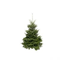 Sapins de Noël NORDMANN naturel, 1m25 - 1m50 - Avec bûche en bois