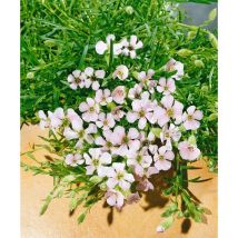 Saponaria x olivana p 0,5