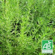 Plantes Avenue - Sarriette de montagne BIO/Lot de 5 godets