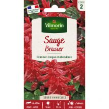 Sauge Brasier