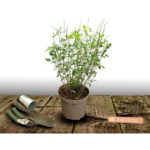 Plantes Avenue - Sauge d'automne Mirage Rose Bicolor/Pot de 3L