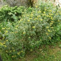 Sauge de Jérusalem (Phlomis Fruticosa)