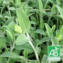 Plantes Avenue - Sauge fruticosa BIO/Lot de 9 godets