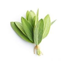 Sauge Officinale (Salvia Officinalis)