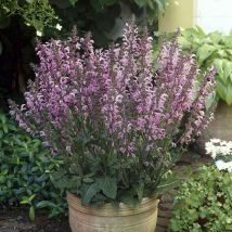Plantes Avenue - Sauge Pink Delight | Conditionnement: Lot de 3 godets