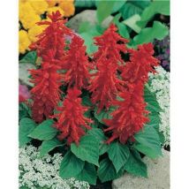 Sauge splendens petit tango - 0.5 g - Plantes vivaces