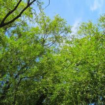 Saule Blanc (Salix Alba)