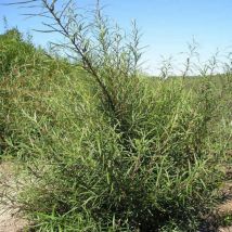 Saule à feuilles de Romarin (Salix Rosmarinifolia)