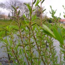 Saule Pourpre (Salix Purpurea)