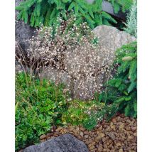 Sonstige - Saxifraga x urbium 'Variegata' p 0,5
