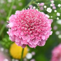 Scabious Kudos Pink 1 Jumbo Plug Plant