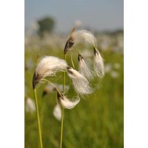 Eriophorum vaginatum p 0,5