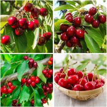 50 Stück Schnell Wachsende Kirsch Samen – Obst Garten Saatgut