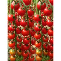 400 Stück Schnell Wachsende Kirschtomaten Samen – Gemüse Garten Saatgut