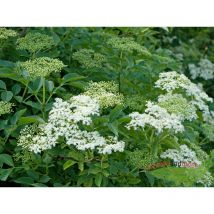 Schwarzer Holunder, Sambucus Haschberg, Großfruchtsorte 40-60 cm Topfpflanze