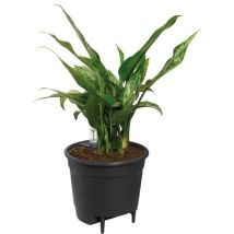 Elho Self-watering Insert Pot a fleurs 44 - Noir - Ø 43 x H 39 cm - intérieuraccessoires - 100% recyclé