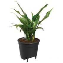 Self-watering Insert Pot a fleurs 36 - Noir - ø 36 x h 35 cm - intérieuraccessoires - 100% recyclé - Elho