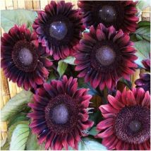 Schwarze Sonnenblumen Samen 1000 – Gartenpflanzen, Dauerhafte Blüte Und Einfach Zu Züchten