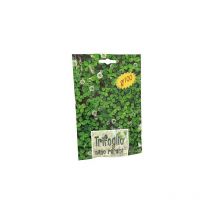 Seme prato trifoglio repens nano