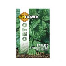 Sementi Basilico Foglie Lattuga Sunflower