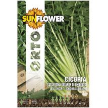 Sementi Cicoria Gigante Di Chioggia Sunflower